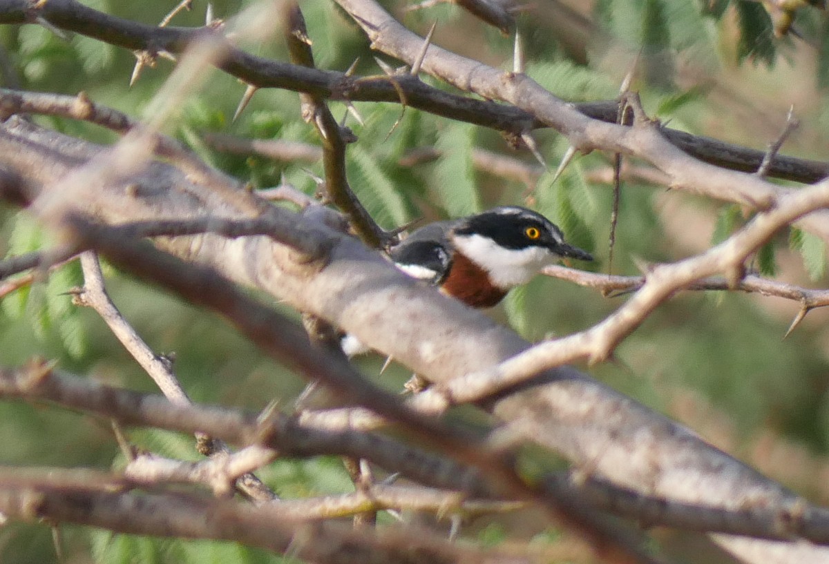 Gray-headed Batis - Red-billed Firefinch