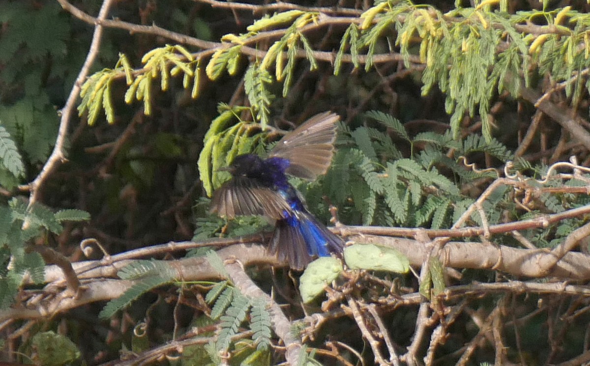 Eastern Violet-backed Sunbird - ML594472731