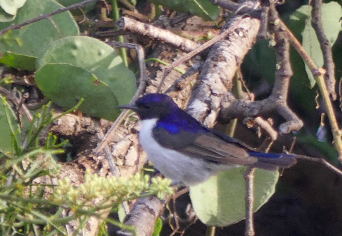 Eastern Violet-backed Sunbird - ML594472741