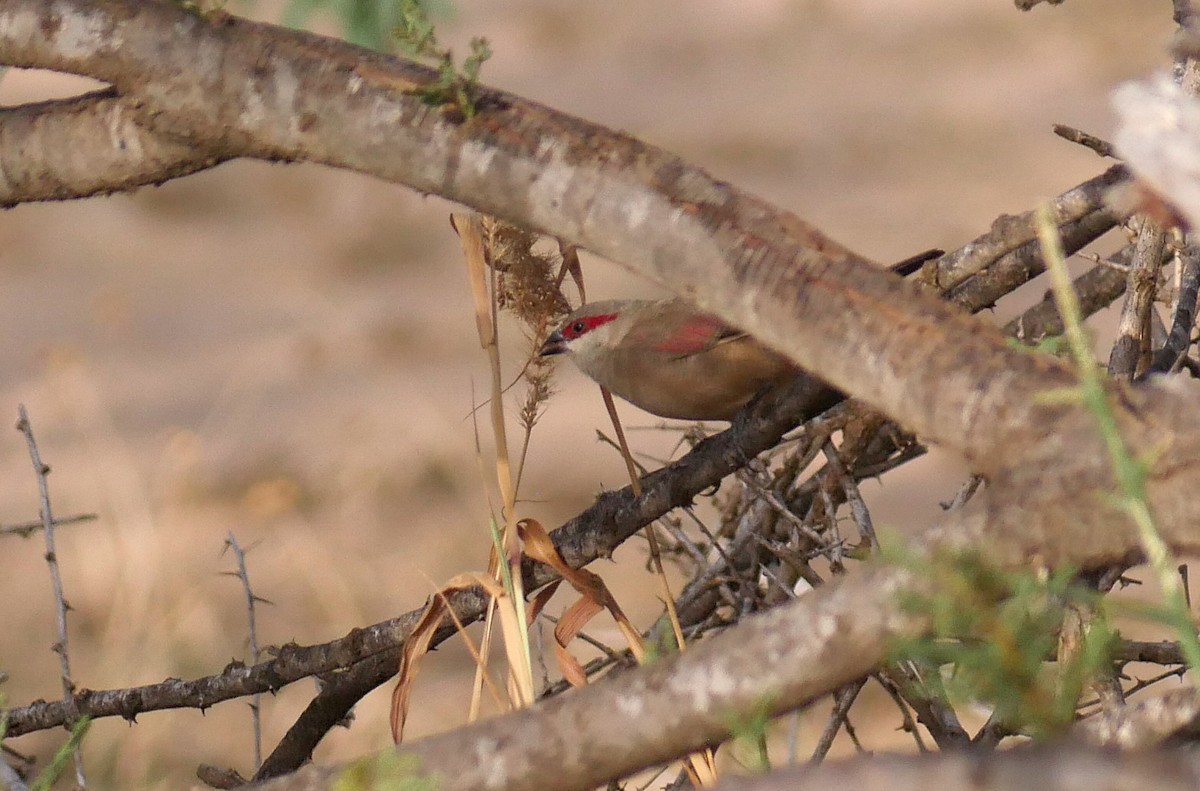 Crimson-rumped Waxbill - ML594472801