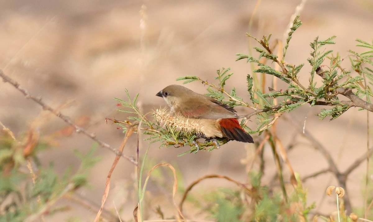 Crimson-rumped Waxbill - ML594472811