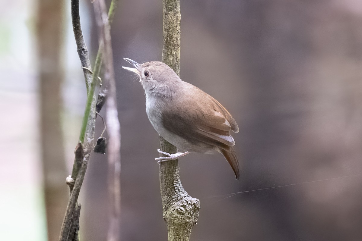 Sulawesi Babbler - ML594473131