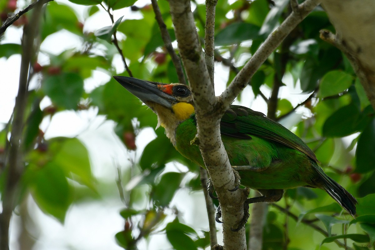 barbet zlatovousý - ML594473651