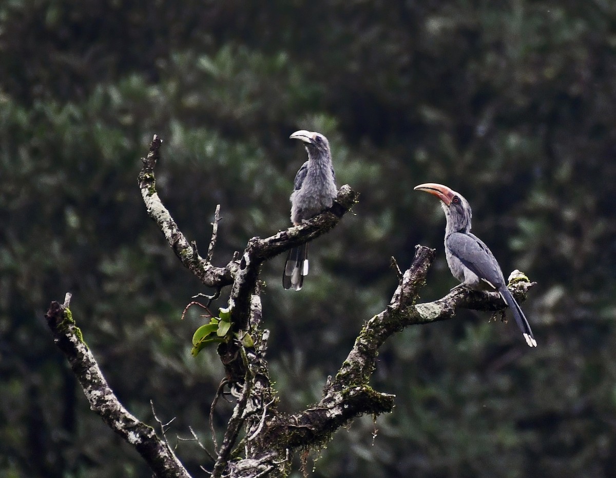 Malabar Gray Hornbill - ML594474721