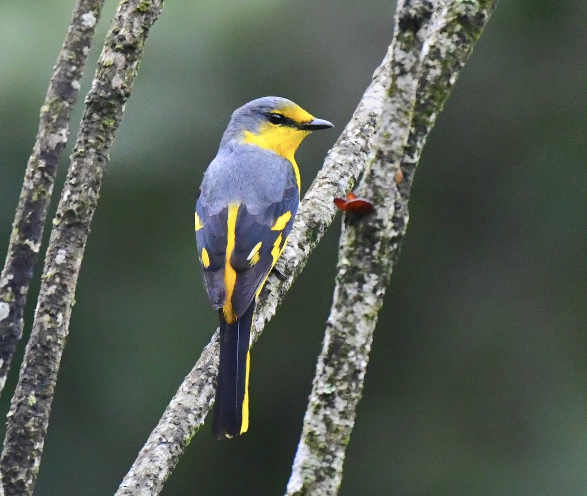 Minivet Naranja - ML594474761