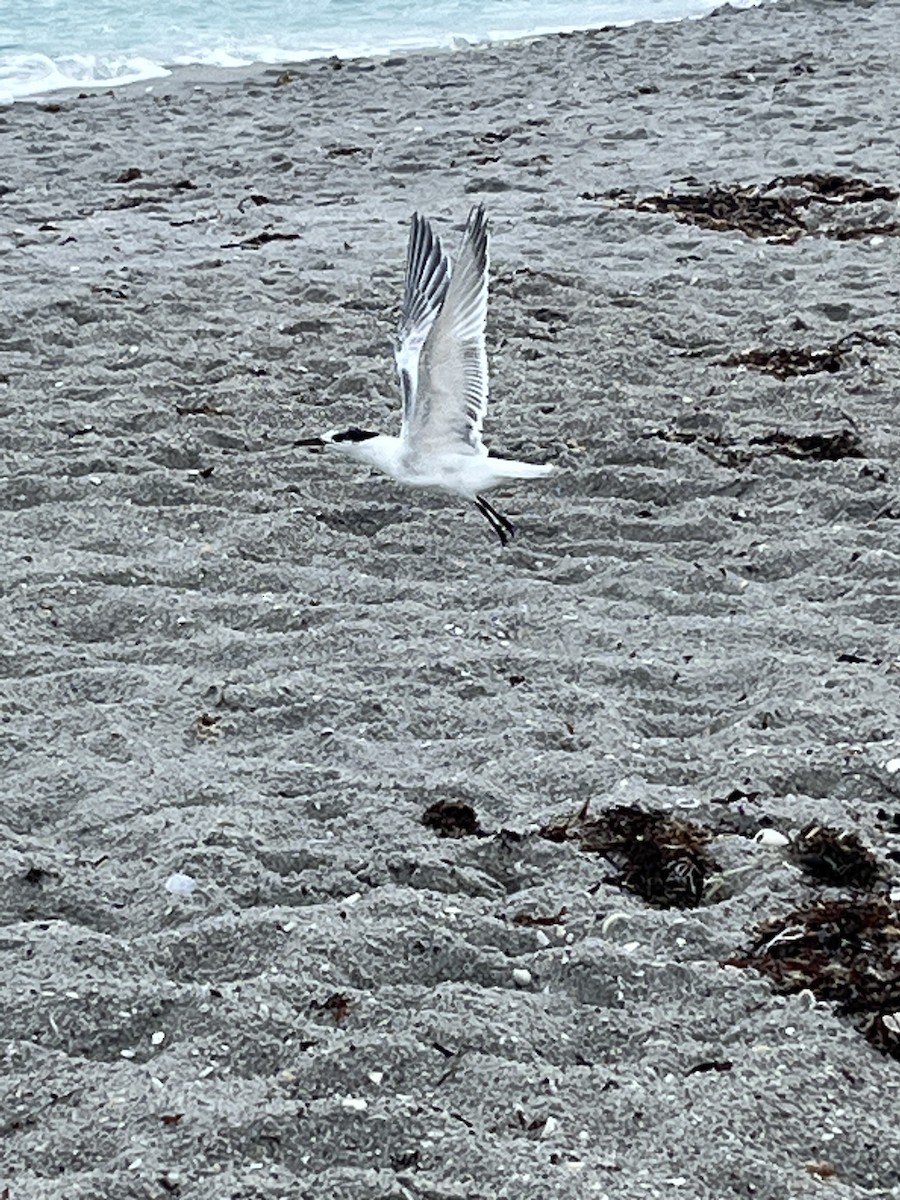 Sandwich Tern - Mike  Marsjanik