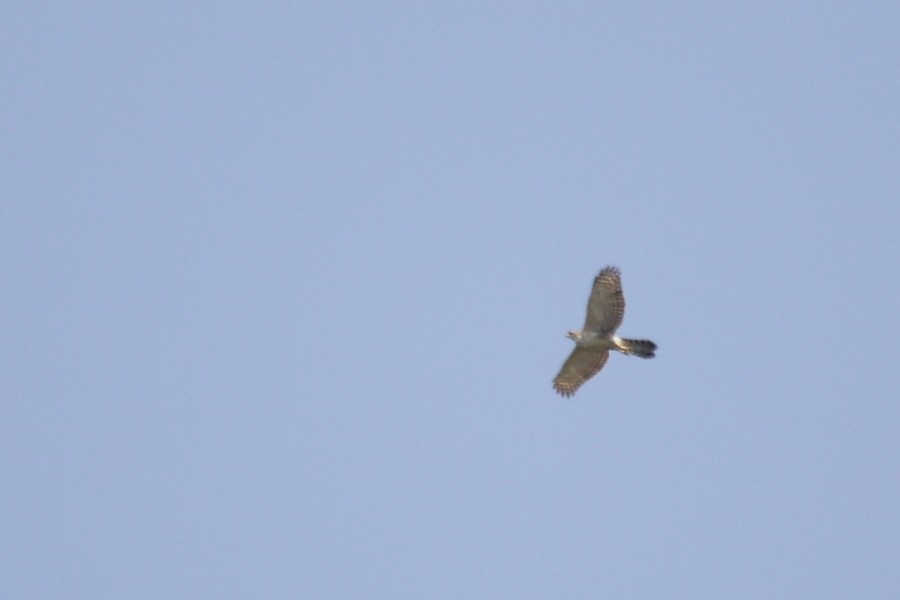 Black Goshawk - Grzegorz Jędro