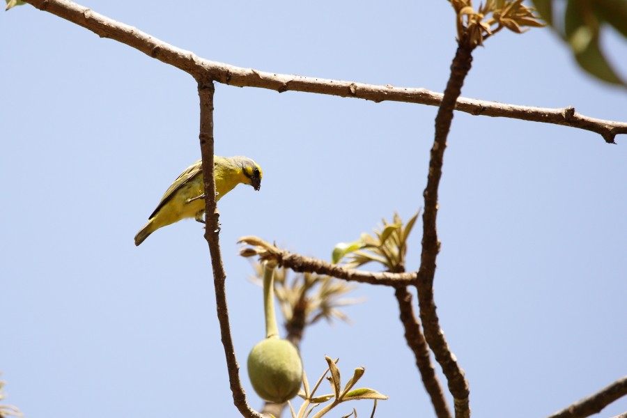 Yellow-fronted Canary - ML594476001