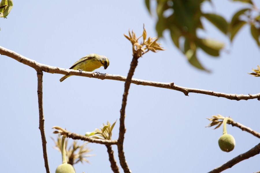 Yellow-fronted Canary - ML594476011