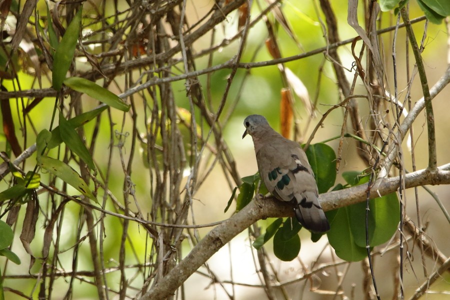 Emerald-spotted Wood-Dove - Grzegorz Jędro