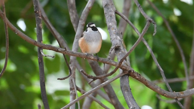 Buff-sided Robin - ML594476331