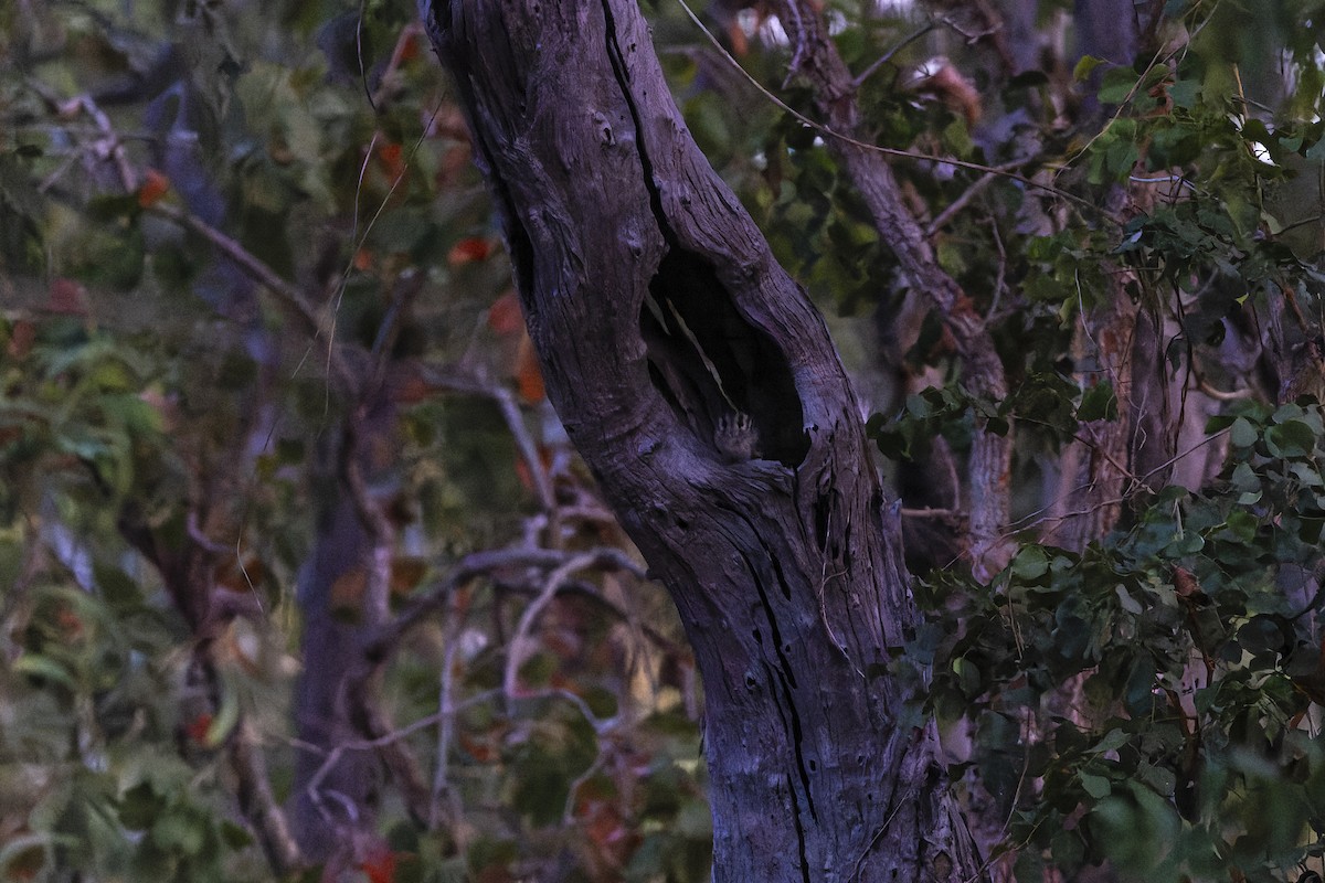 Австралийский совиный козодой - ML594476791