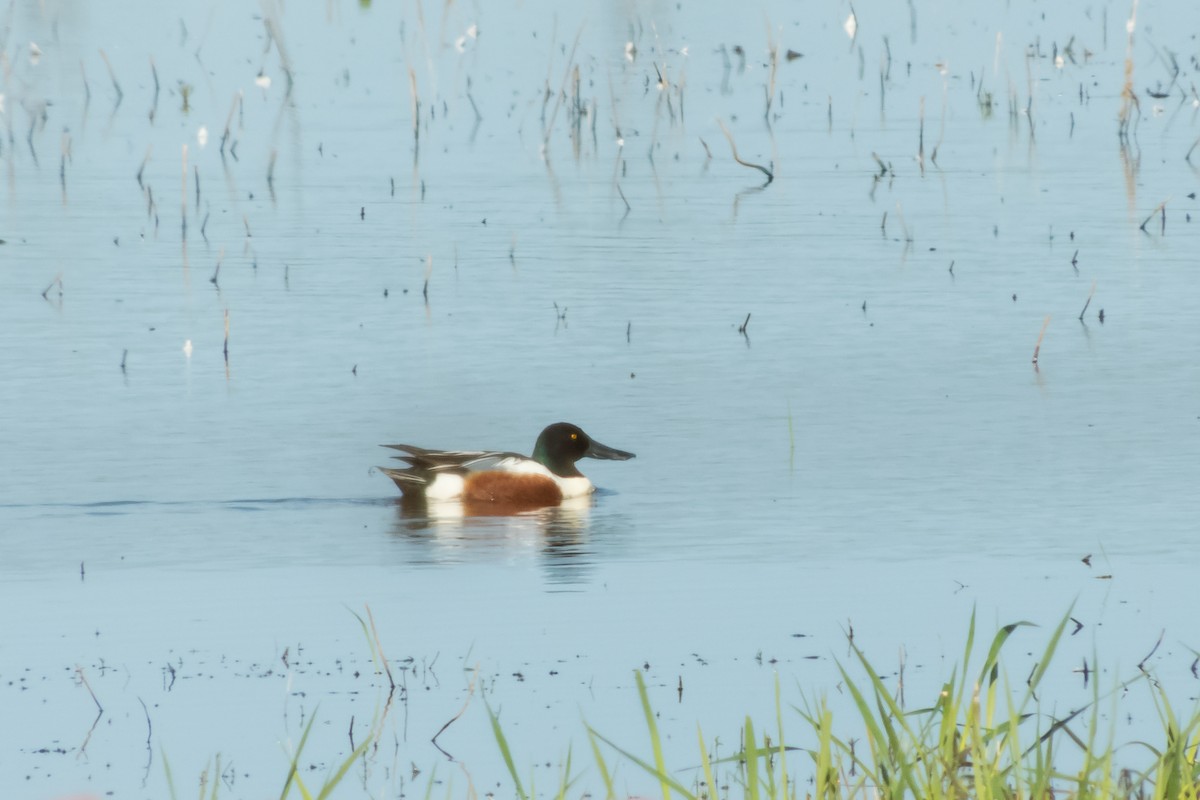 Northern Shoveler - ML59447961