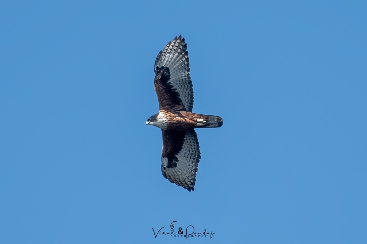 Rufous-bellied Eagle - ML594479891