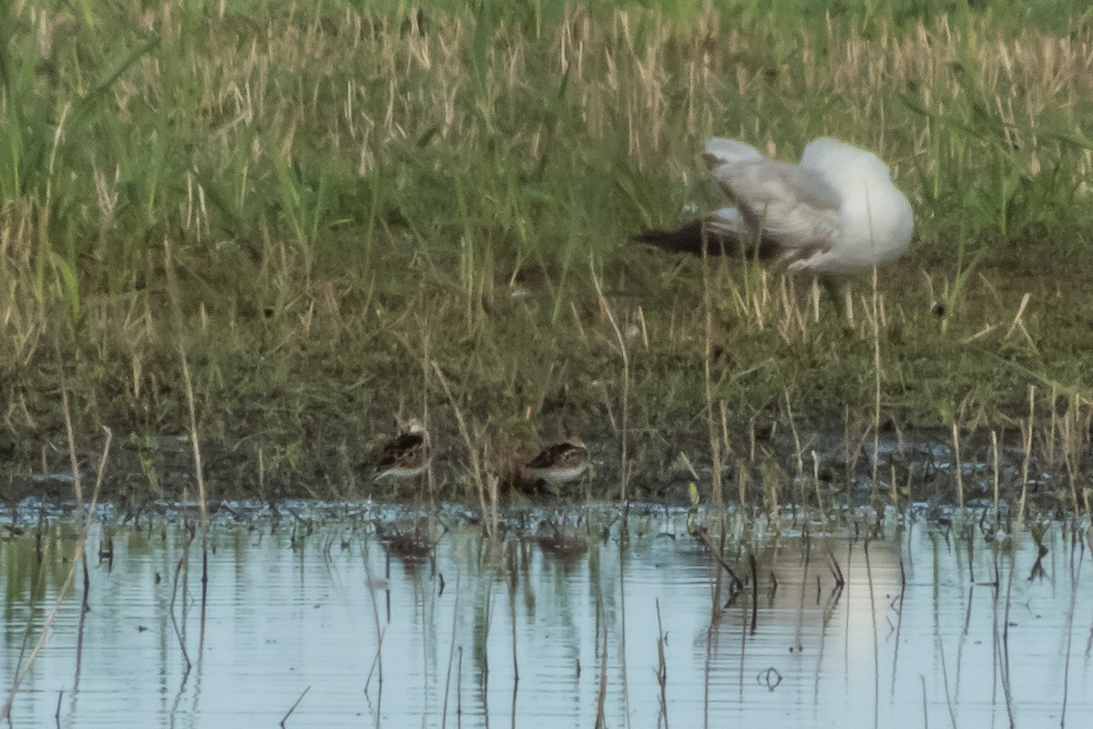 Least Sandpiper - ML59447991
