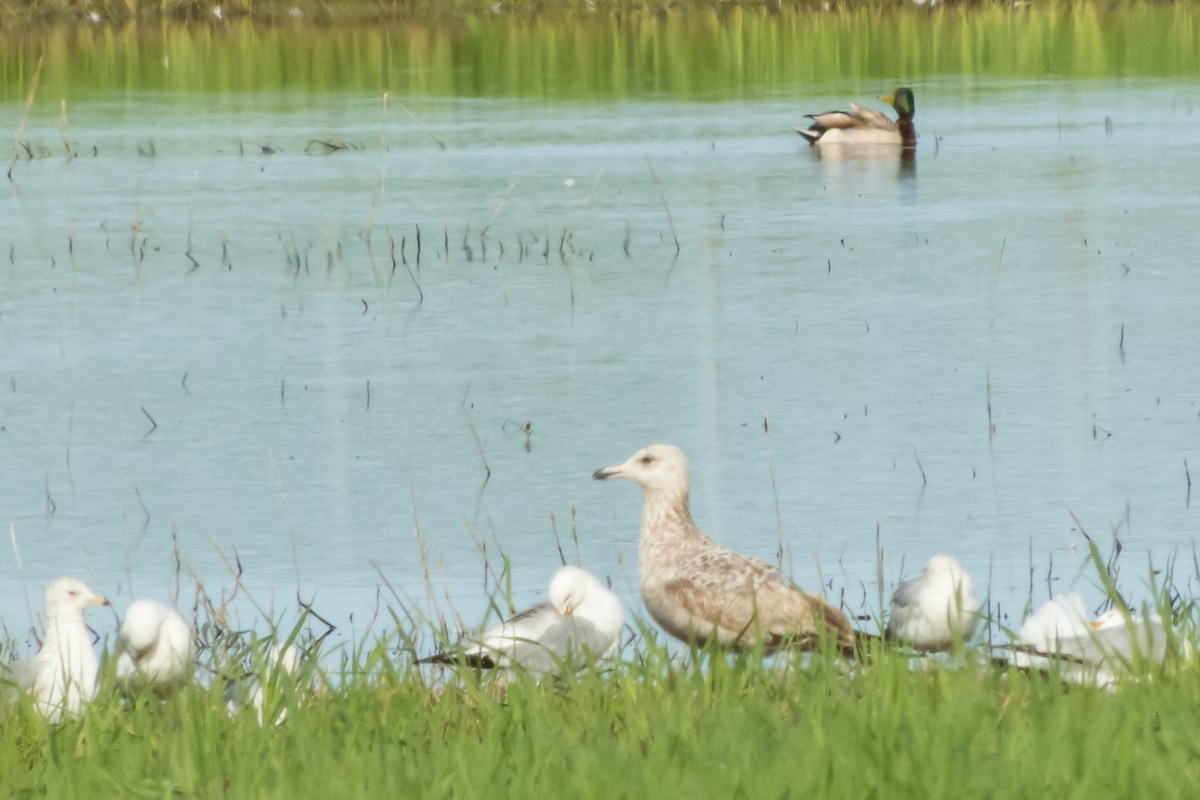 American Herring Gull - ML59448021