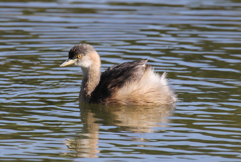 Australasian Grebe - ML594481171