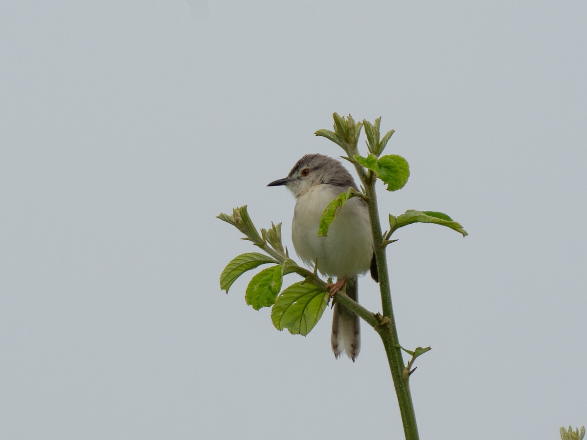Plain Prinia - ML594481271