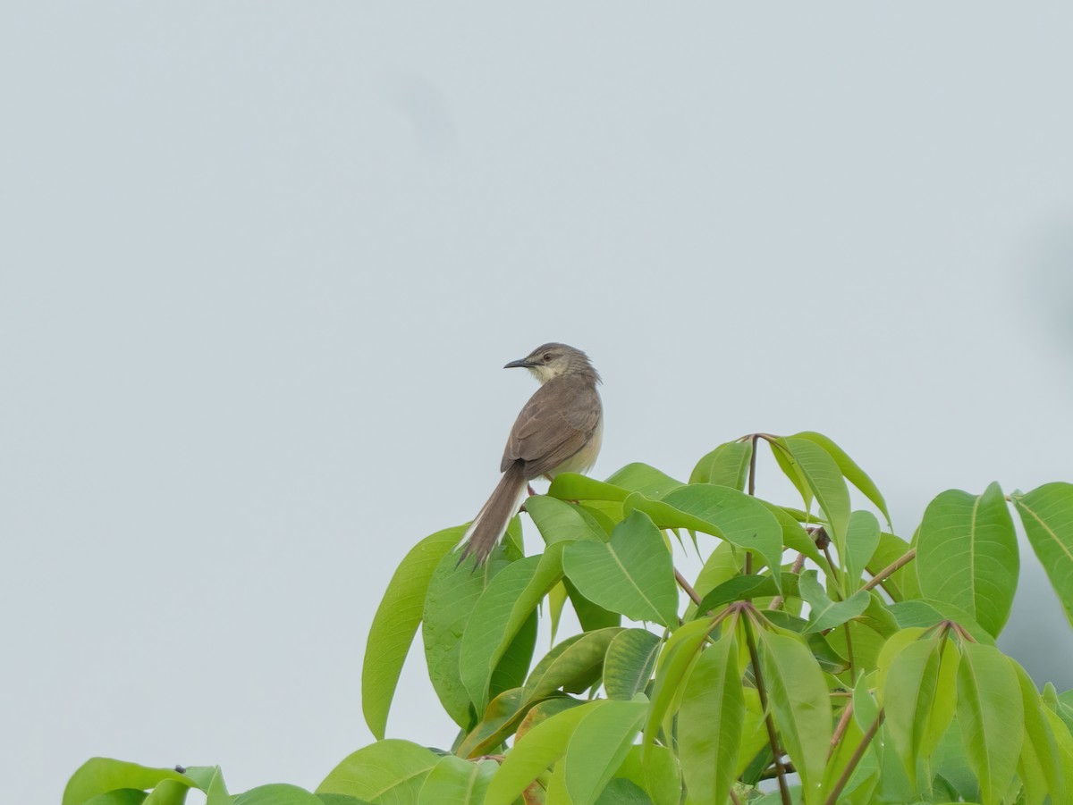 Jungle Prinia - ML594481281