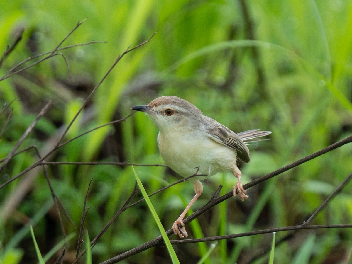 Plain Prinia - ML594481391