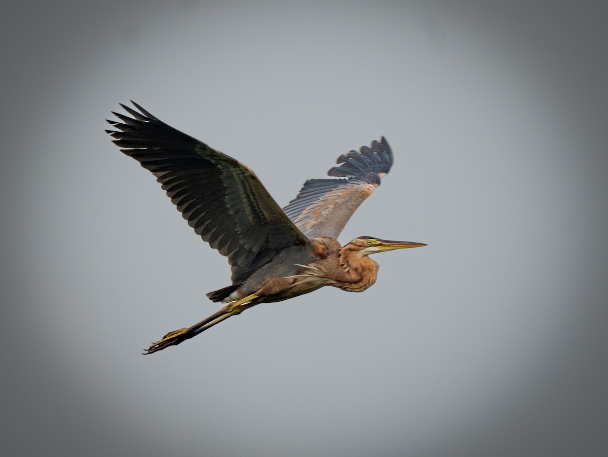 Purple Heron - ML594481651