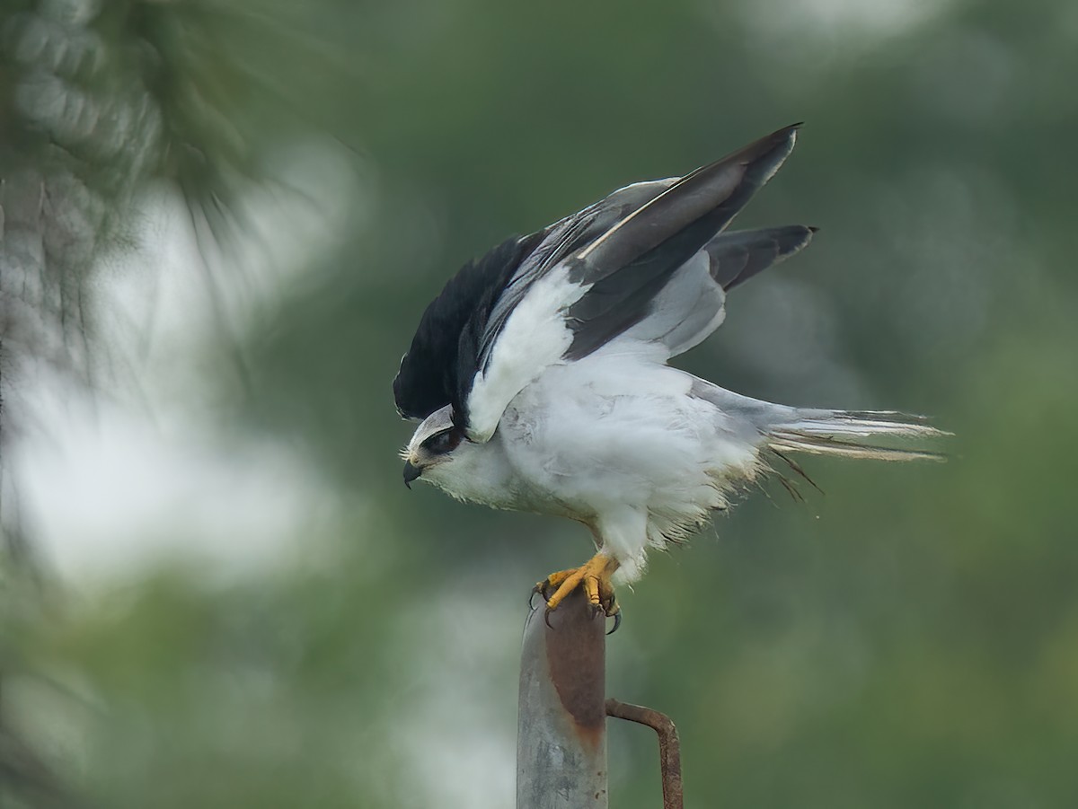 luněc šedý - ML594481741