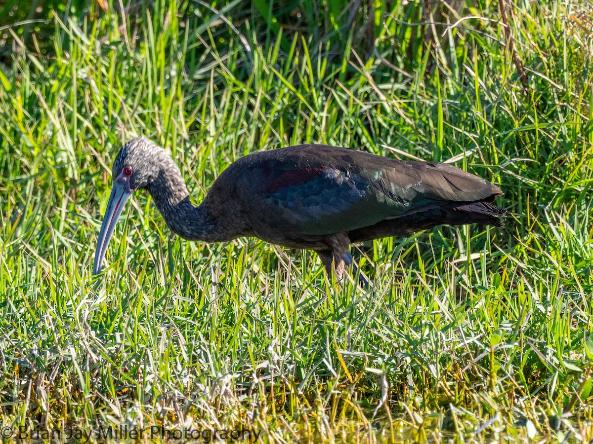 White-faced Ibis - ML594481791