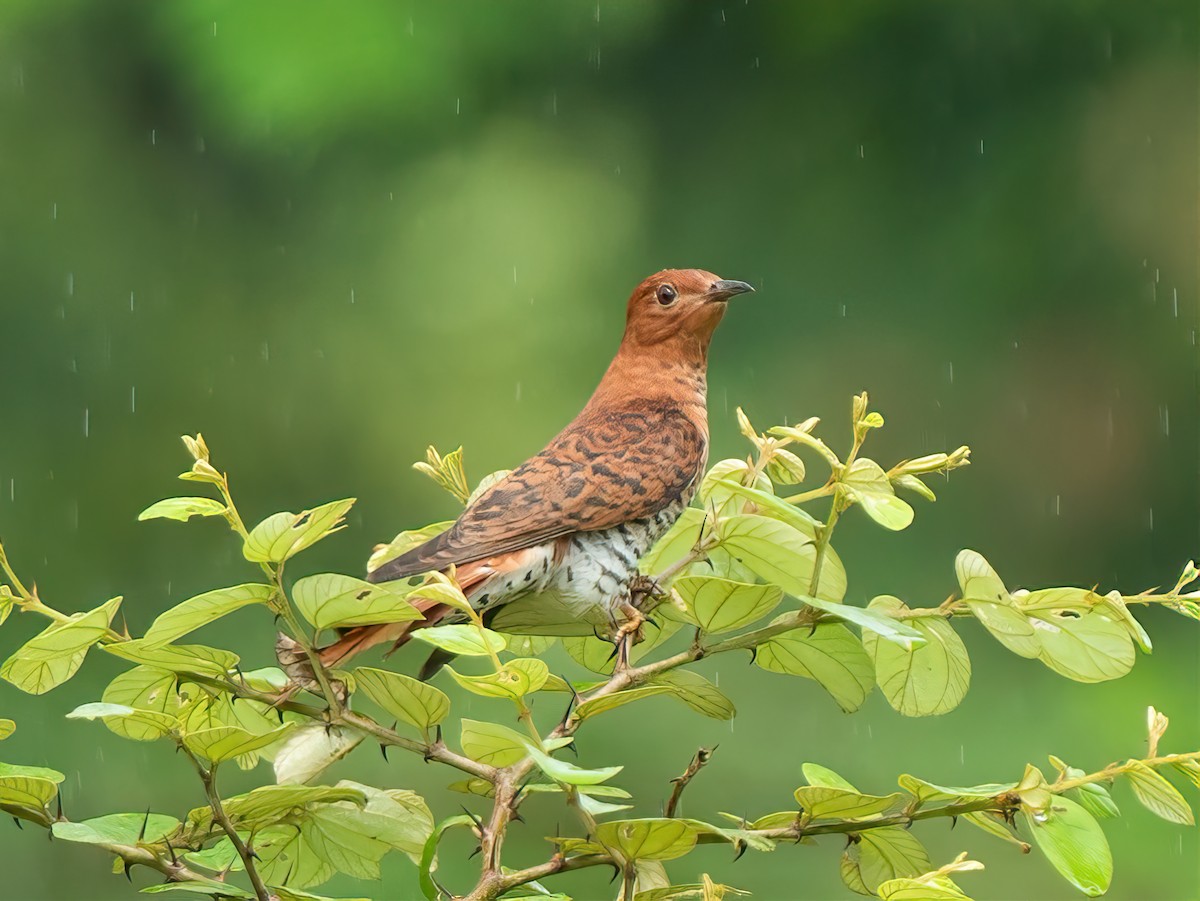 kukačka šedobřichá - ML594481841