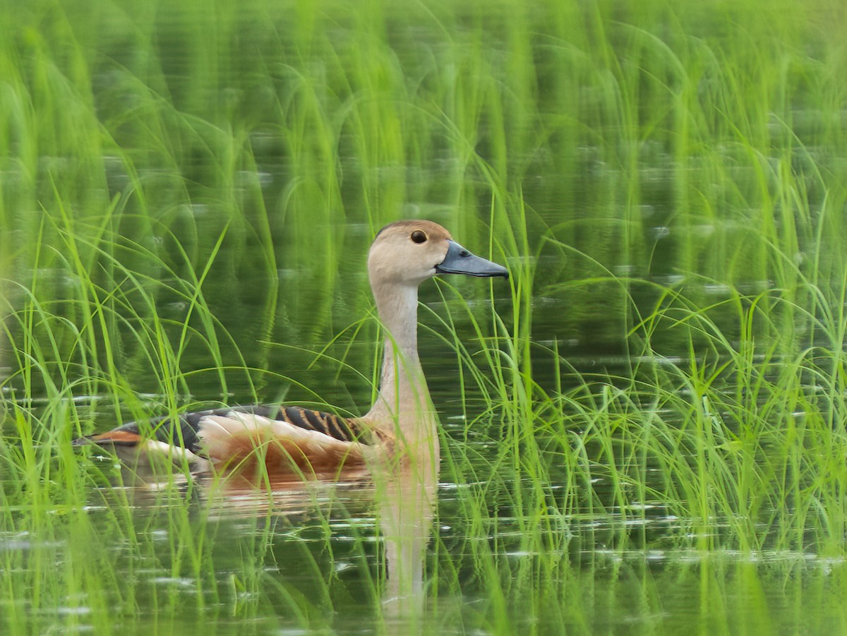 husička malá - ML594481901