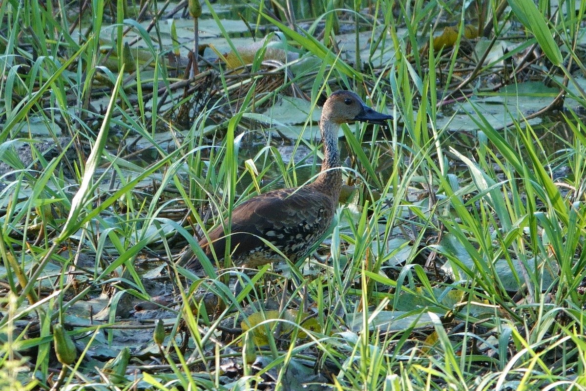 West Indian Whistling-Duck - ML594482321