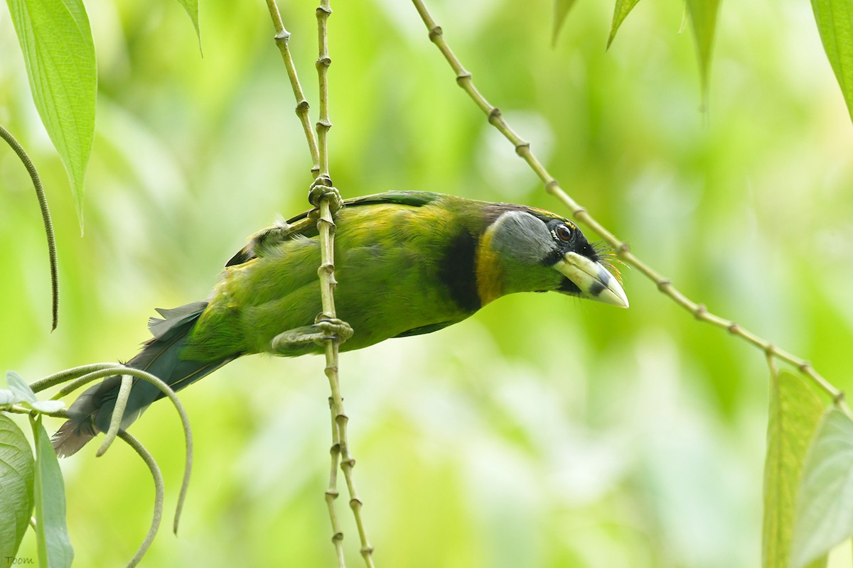 Fire-tufted Barbet - Supaporn Teamwong