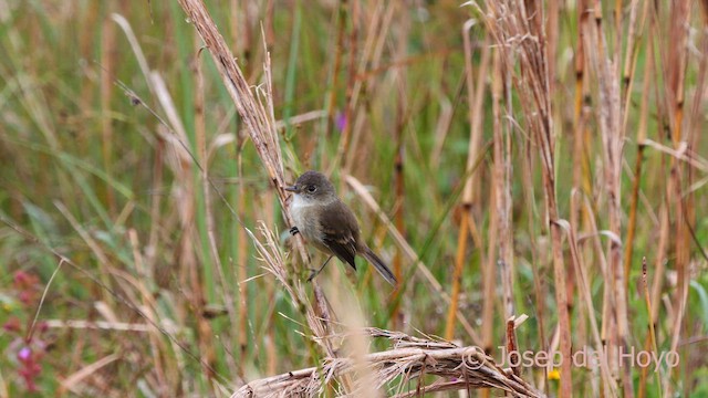 White-throated Flycatcher - ML594483311