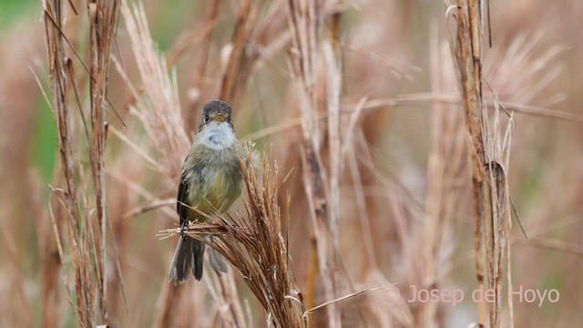 White-throated Flycatcher - ML594483711