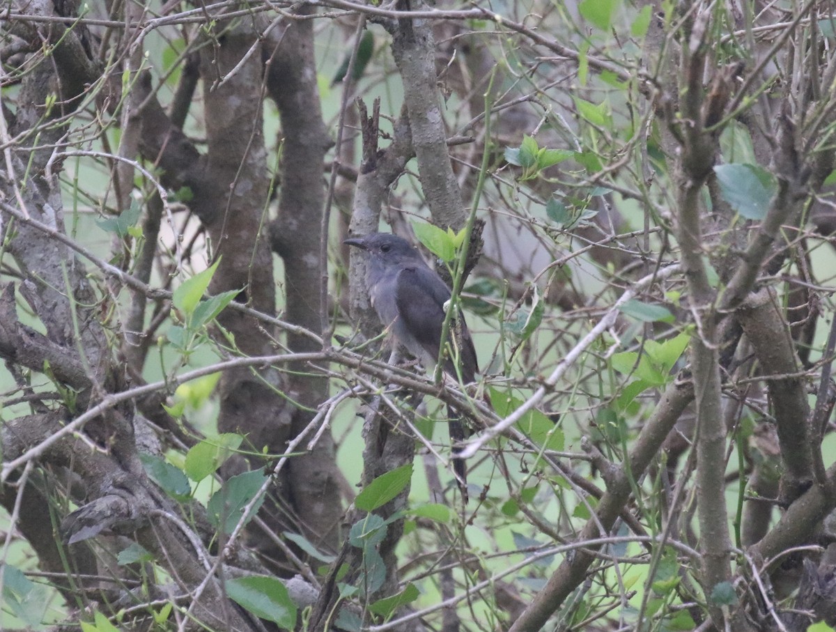 Gray-bellied Cuckoo - ML594484041