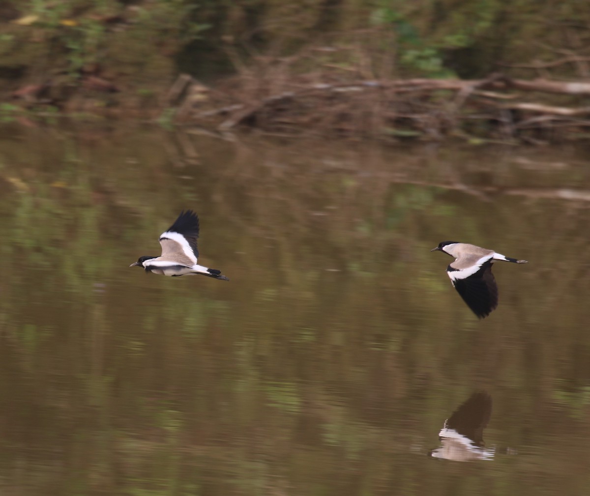 River Lapwing - ML594484251