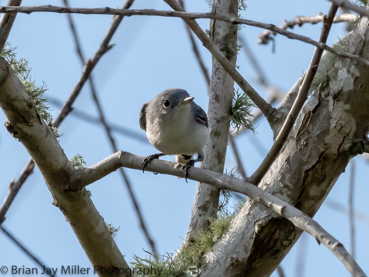 Blue-gray Gnatcatcher - ML594484921