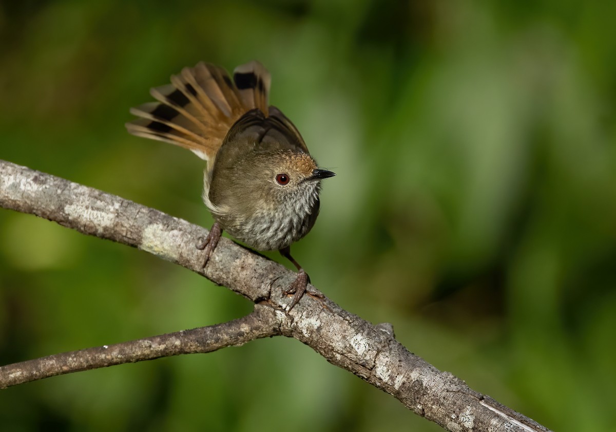 Brown Thornbill - ML594485721