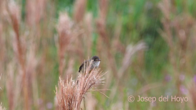 White-throated Flycatcher - ML594485741