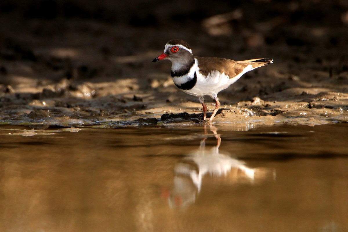 Three-banded Plover - ML594485931