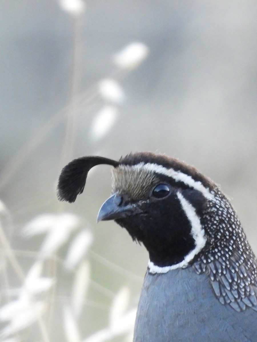 California Quail - ML594486221