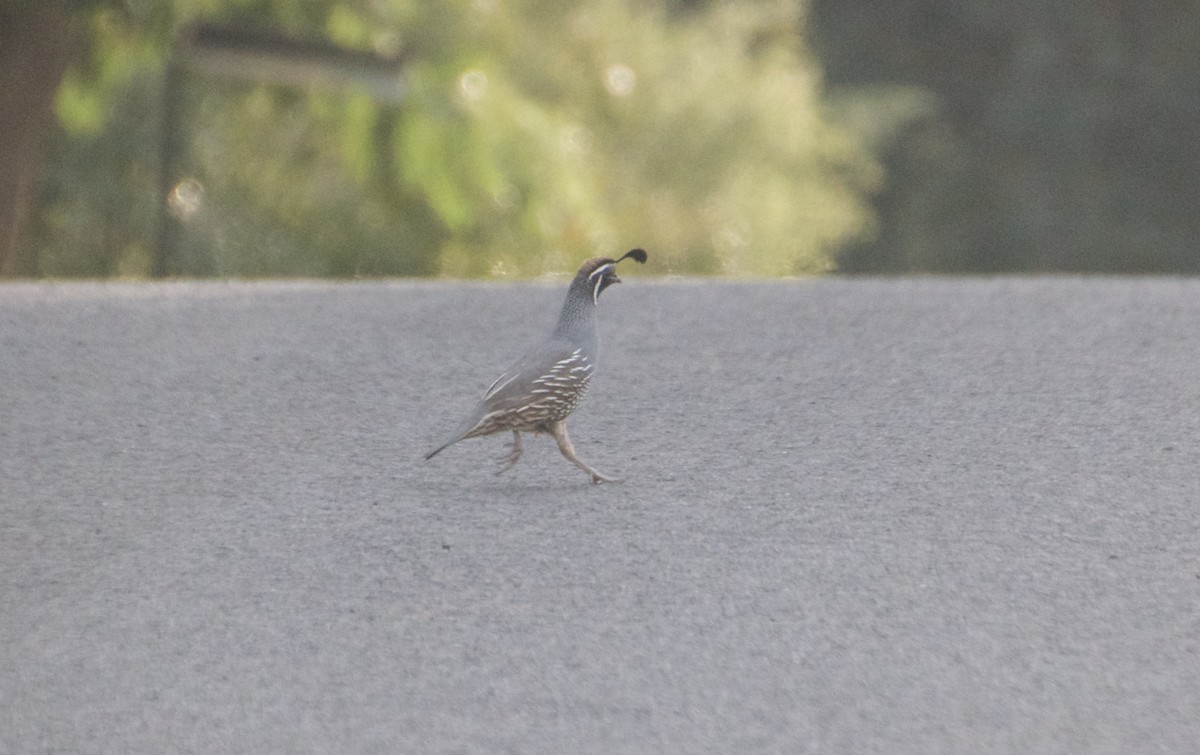 California Quail - ML594487071