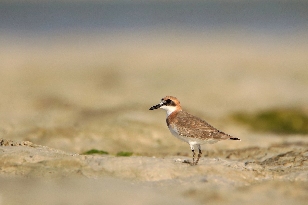 Greater Sand-Plover - Magdalena Jędro