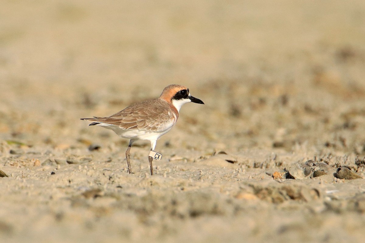 Greater Sand-Plover - Magdalena Jędro