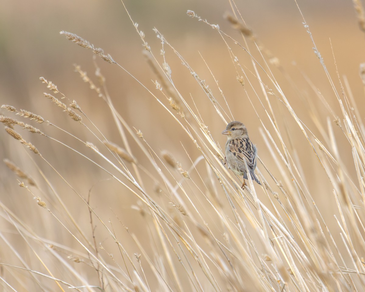 House Sparrow - ML594488231