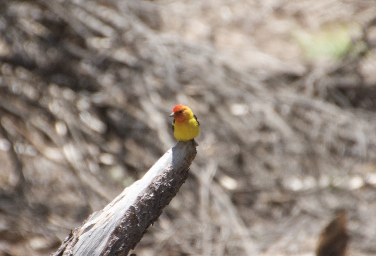 Western Tanager - ML594488481