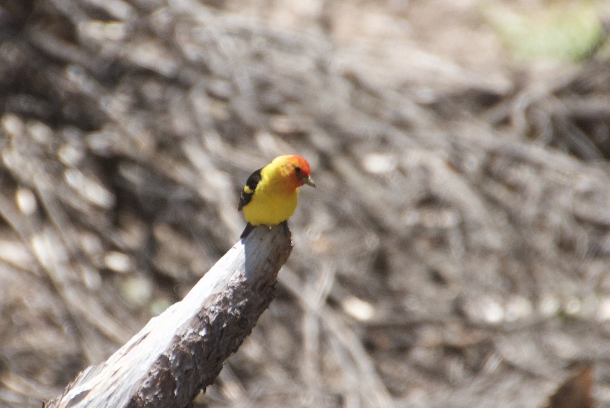 Western Tanager - ML594488491