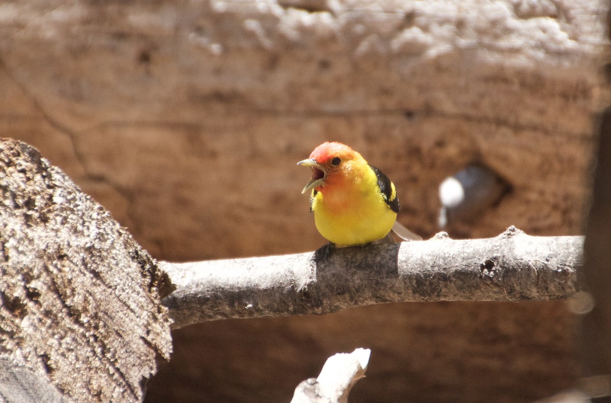 Western Tanager - ML594488501