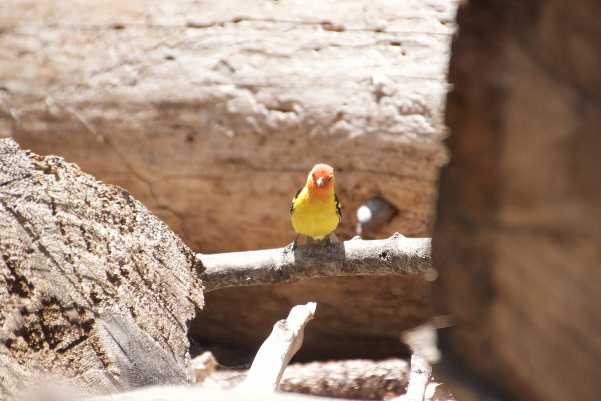 Western Tanager - ML594488541