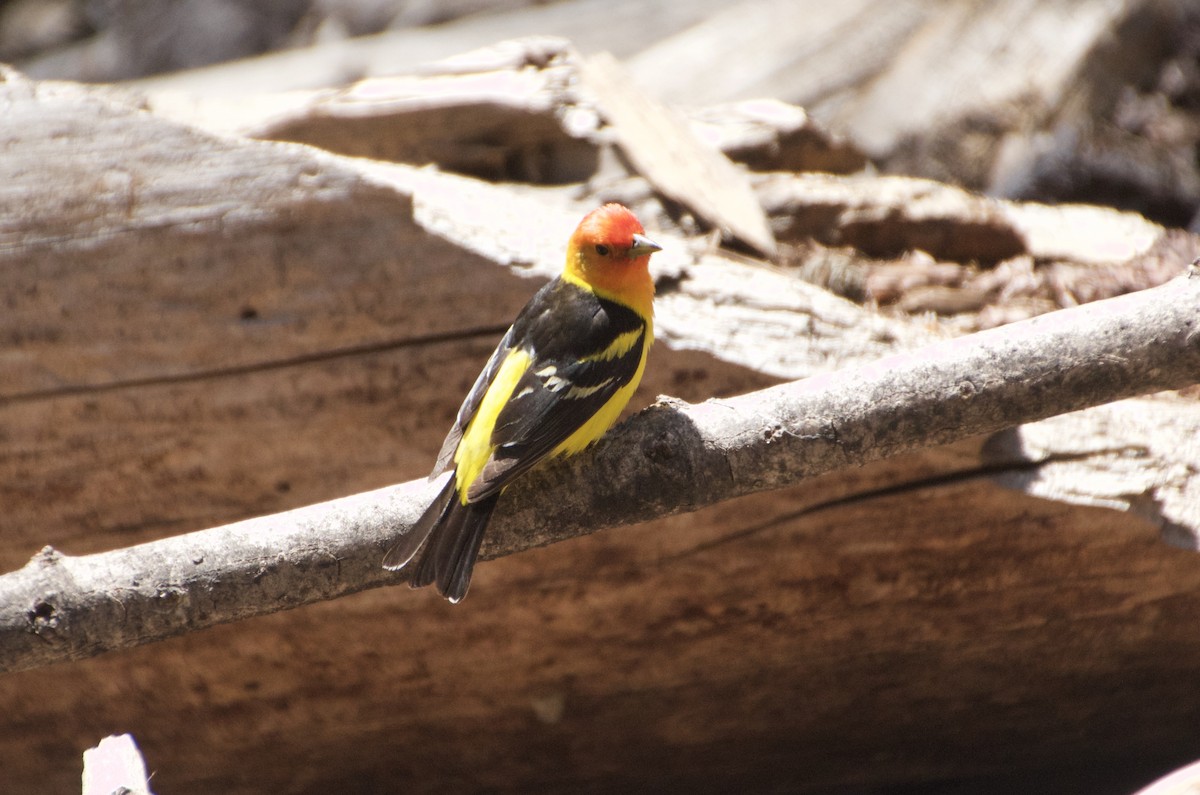 Western Tanager - ML594488551