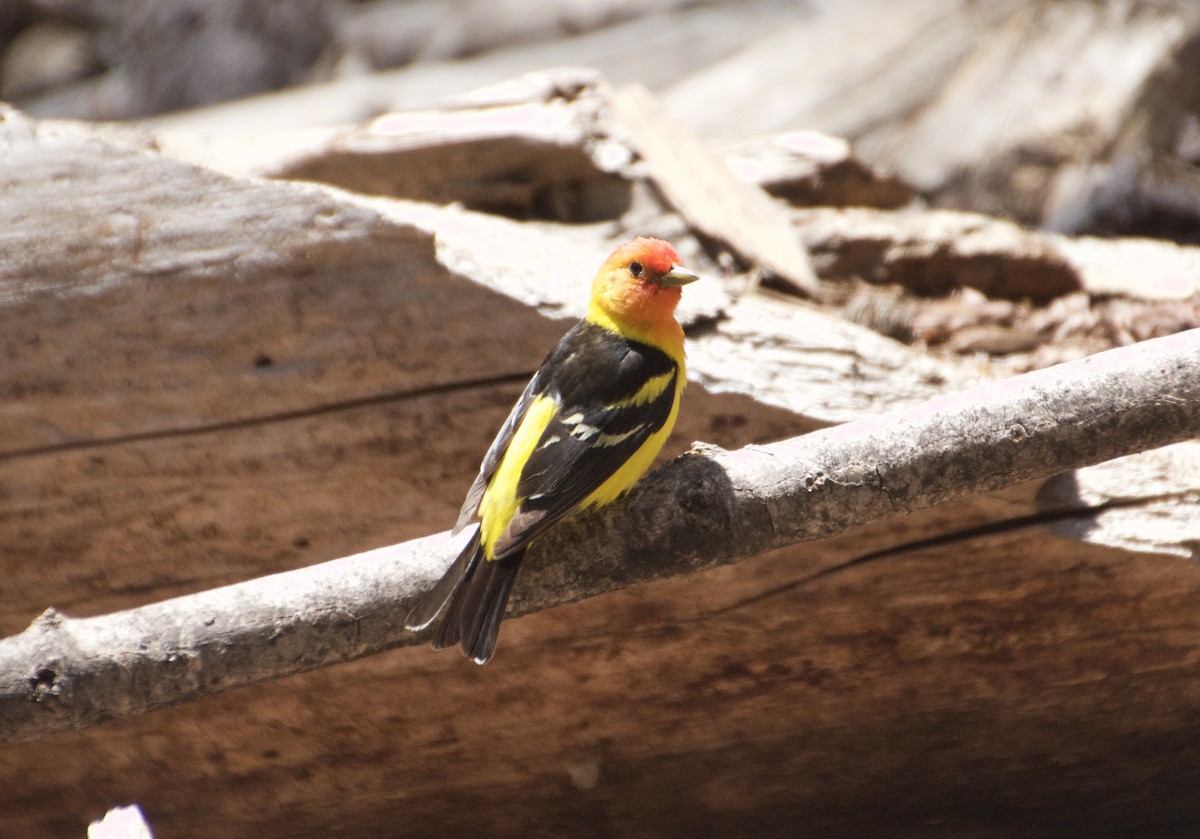 Western Tanager - ML594488561